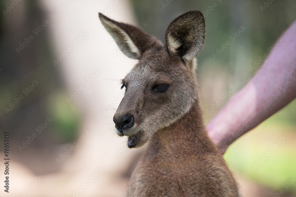 An Australian kangaroo outdoors on the grass.