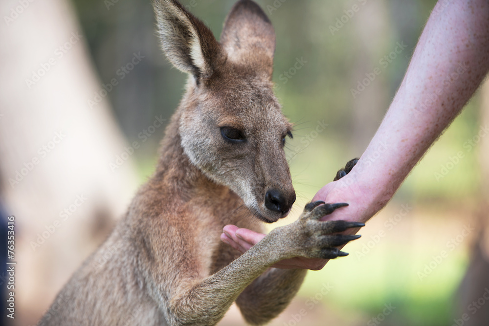 Fototapeta premium An Australian kangaroo outdoors on the grass.