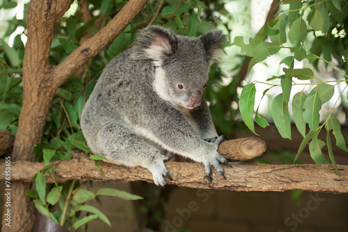 Fototapeta Naklejka Na Ścianę i Meble -  An Australian koala outdoors.