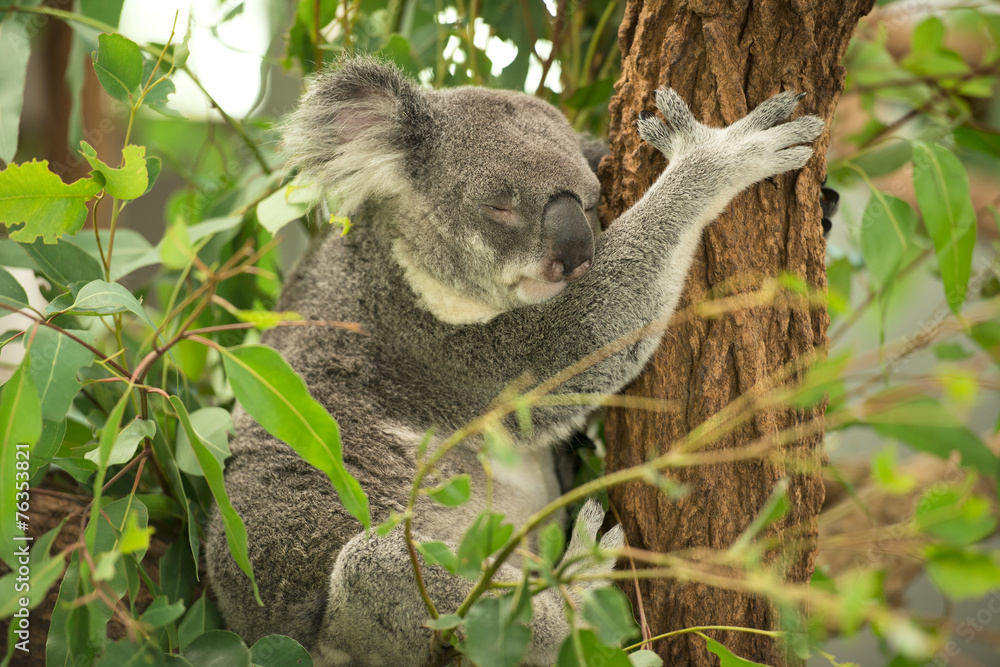 Obraz premium An Australian koala outdoors.