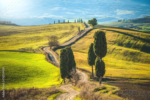 Cypress trees on the road to a farmhouse in the Tuscan landscape