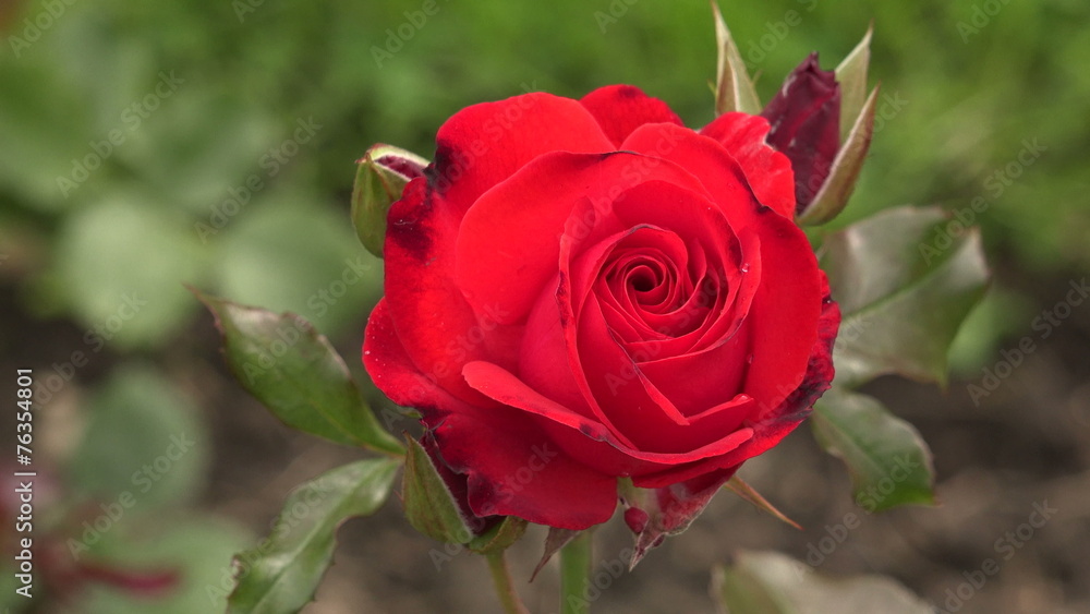The red rose. 4K. The red rose. 4K.