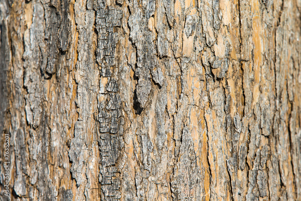Obraz premium Baumrinde