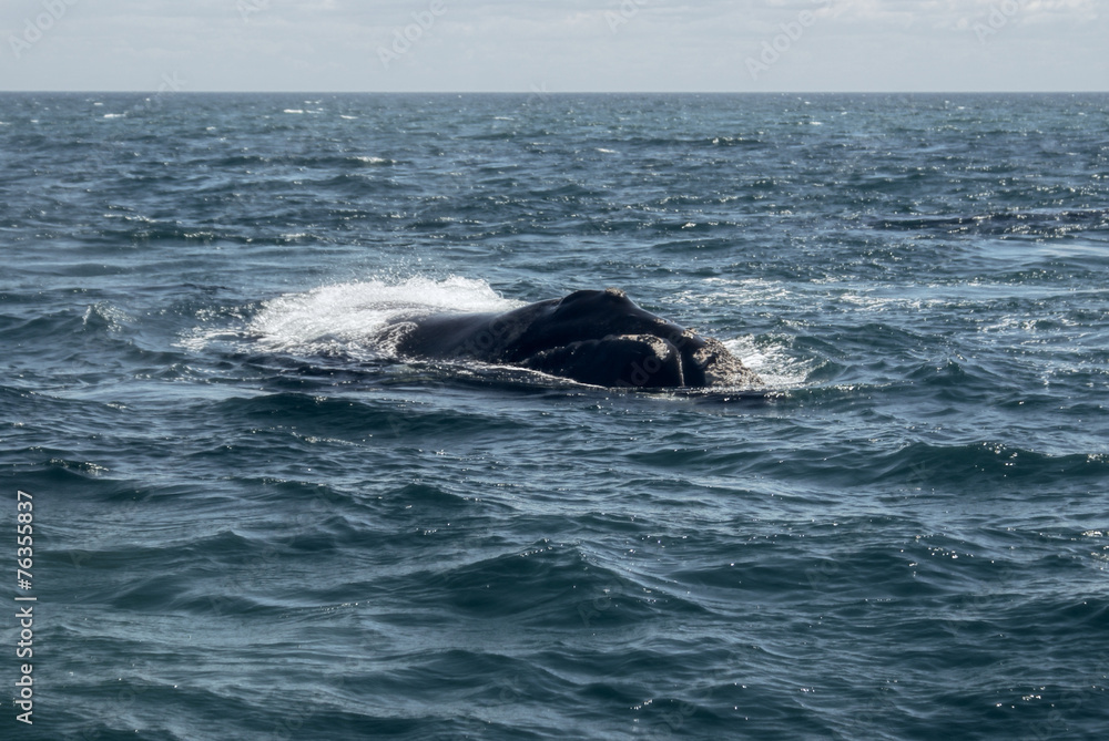 Fototapeta premium Whale