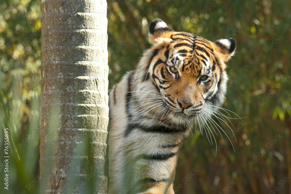 Fototapeta premium Large Bengal Tiger by itself outdoors in the Sunshine Coast, QLD