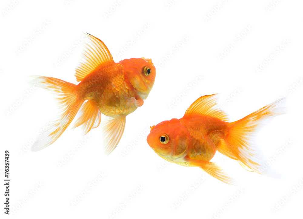 Obraz premium golden fish on white background