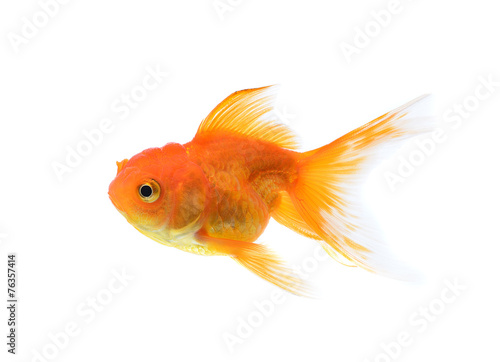 golden fish on white background