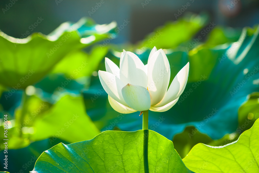 Naklejka premium White lotus flower