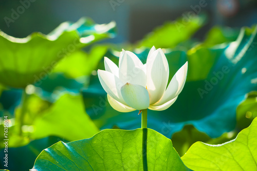 White lotus flower