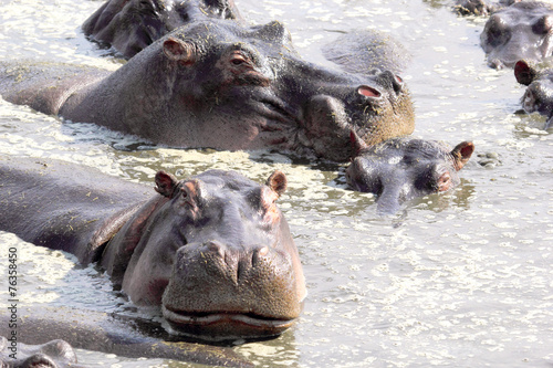 Hippos swimming in a pool