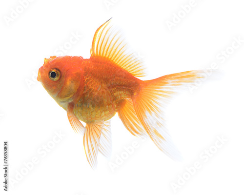 Golden fish isolate on white