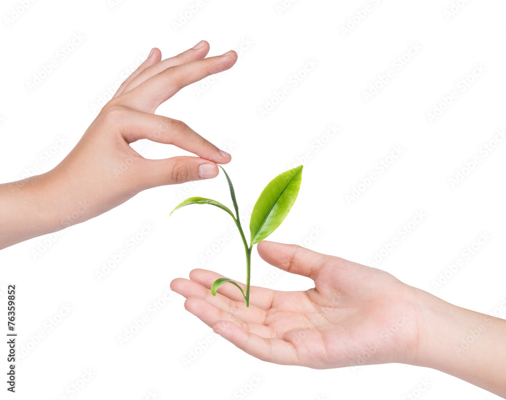 Female hand holding green tea leaves isolated on white Female hand holding green tea leaves isolated on white