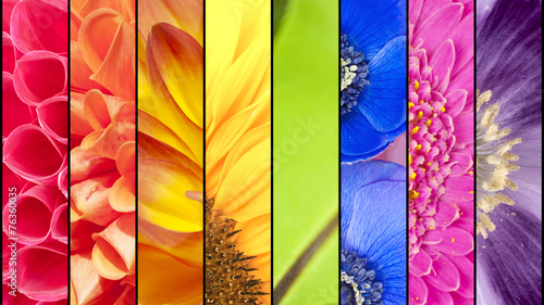 Collage of flowers in rainbow colors