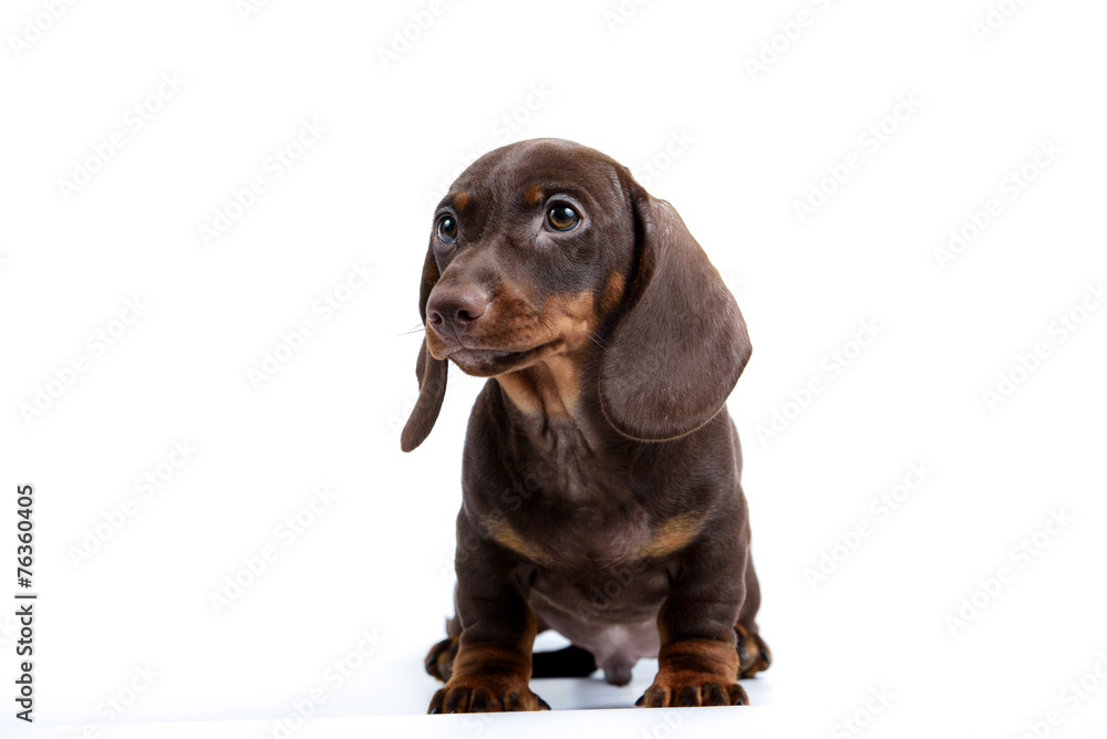 Dachshund puppy Dachshund puppy