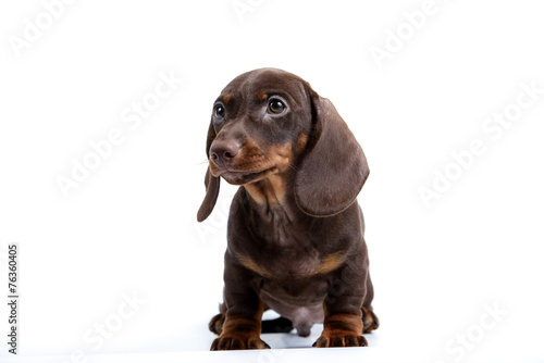 Dachshund puppy