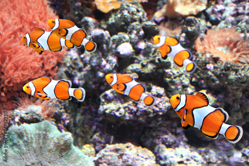 Sea anemone and clown fish