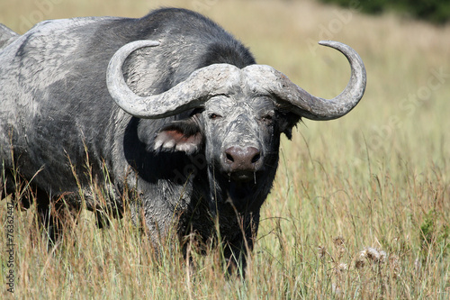 Cape Buffalo (Syncerus caffer), bull, South Africa