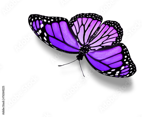 Violet butterfly , isolated on white