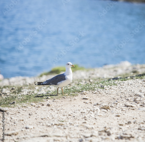 Möwe am Strand