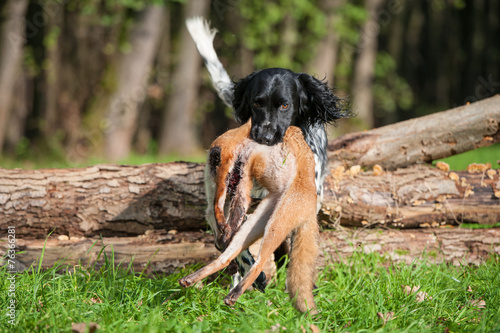 Jagdhund apportiert Fuchs photo