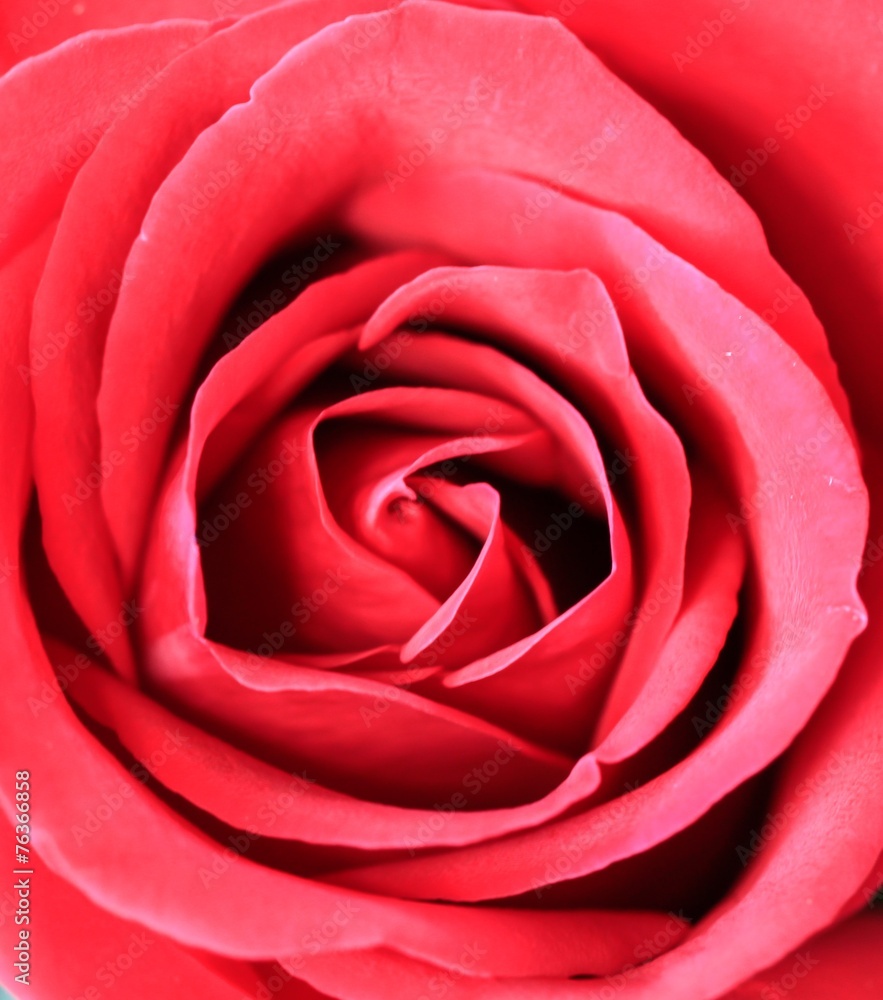 Obraz premium Red rose