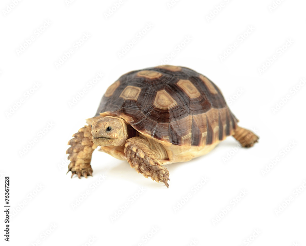 turtle isolated on white background turtle isolated on white background