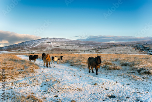 Dartmoor Ponies