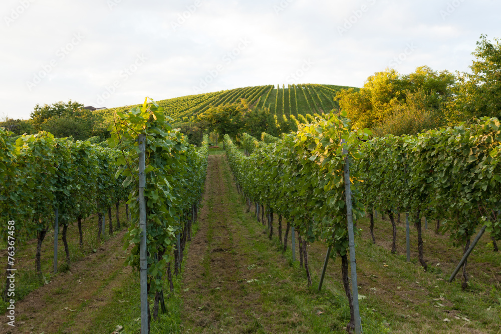 Wine fields in stuttgart germany