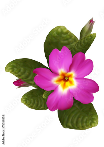 Pink primrose flower