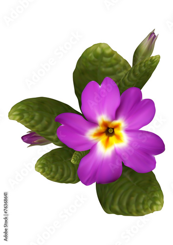 Purple primrose flower