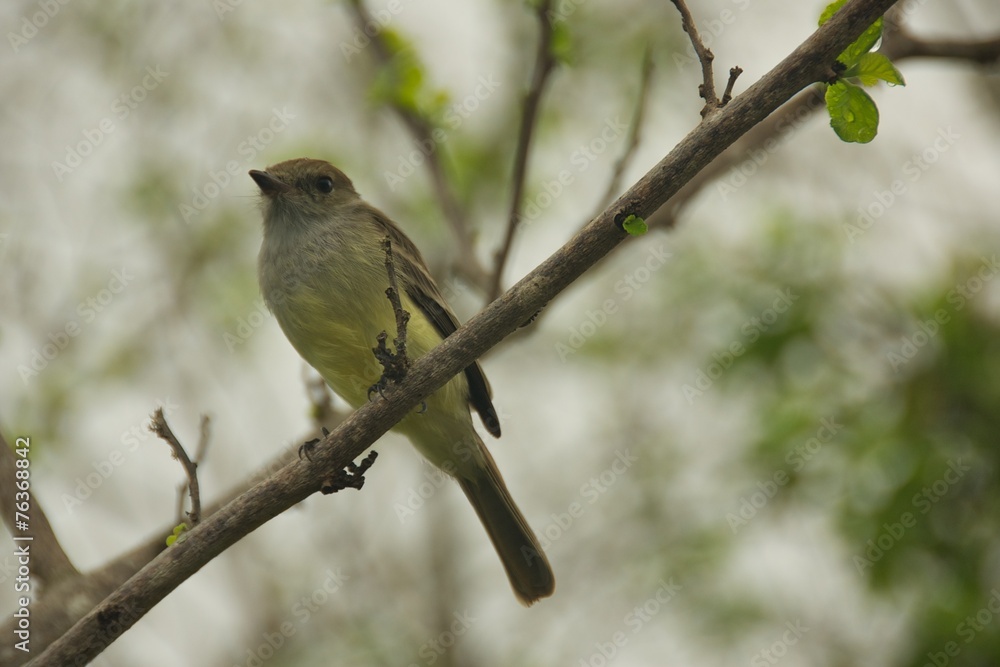 The Galapagos Flycatcher in Santa Cruz Island The Galapagos Flycatcher in Santa Cruz Island