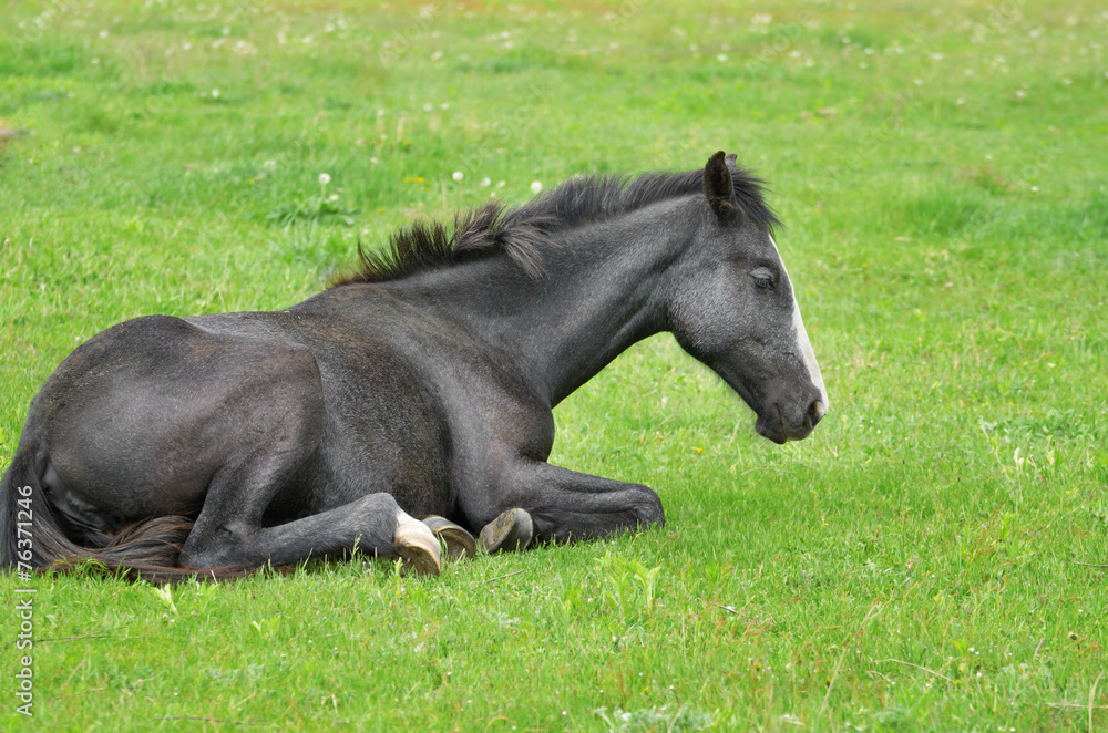 Fototapeta premium Young horse