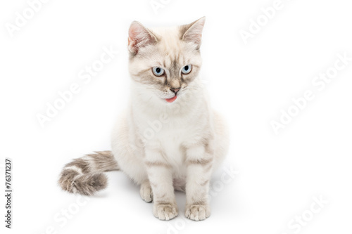 Gattino bianco isolato su sfondo bianco © vpardi