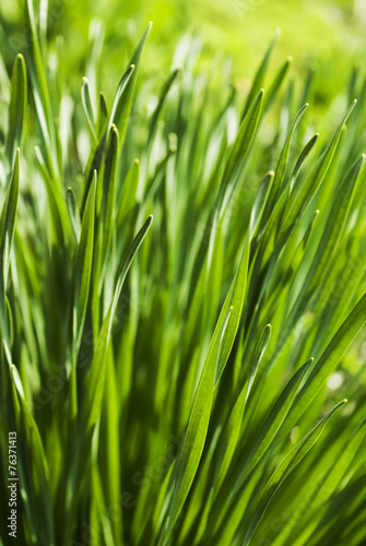 fresh grass macro in soft focus