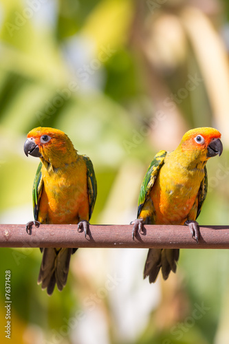 Sun conure parrot on the background of nature © ittipol