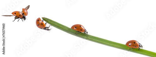 Marienkäfer, Glücksbringer