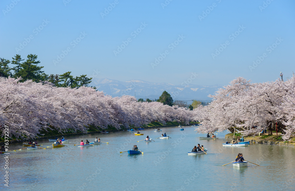Cherry blossoms at the Hirosaki Castle Park in Hirosaki, Aomori,