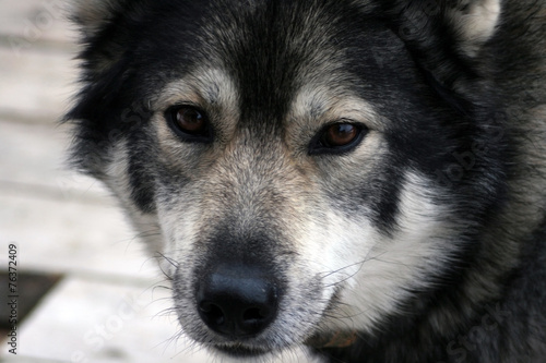 Siberian hunting dog Laika, Siberia