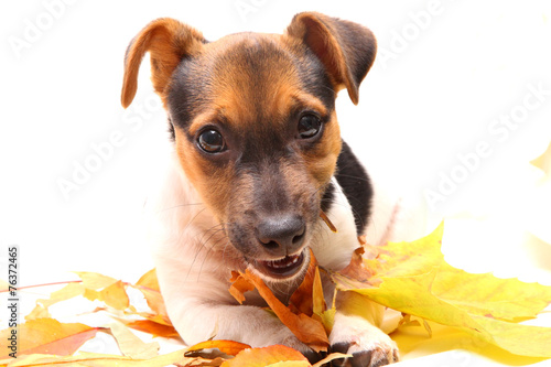 Mit Blättern spielen