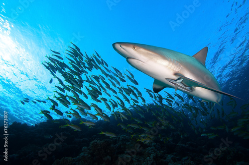 Caribbean reef shark and school of fish © frantisek hojdysz