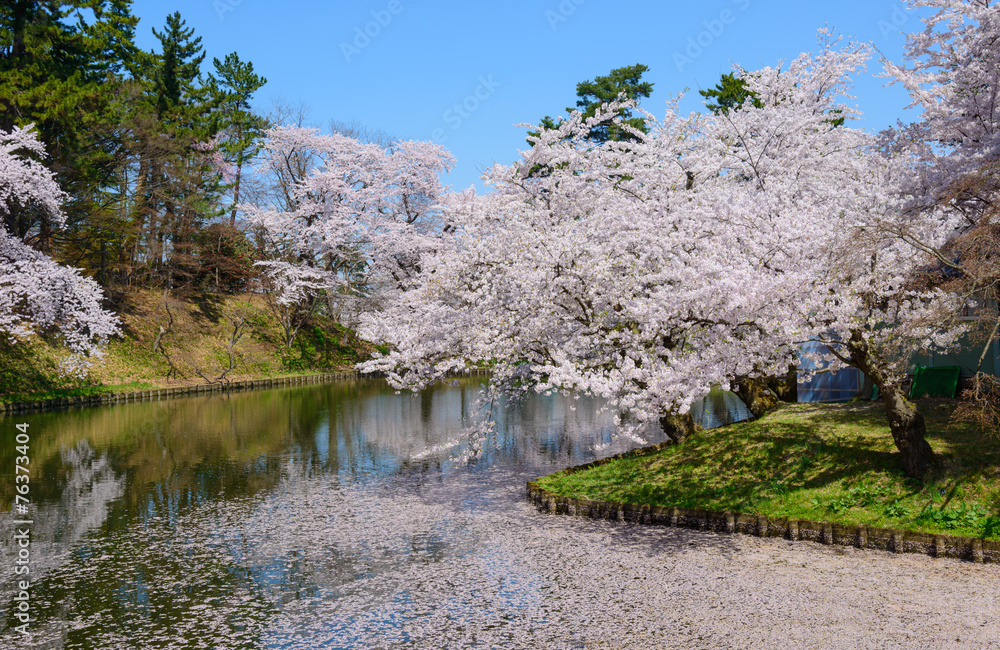 Cherry blossoms at the Hirosaki Castle Park in Hirosaki, Aomori, Cherry blossoms at the Hirosaki Castle Park in Hirosaki, Aomori,