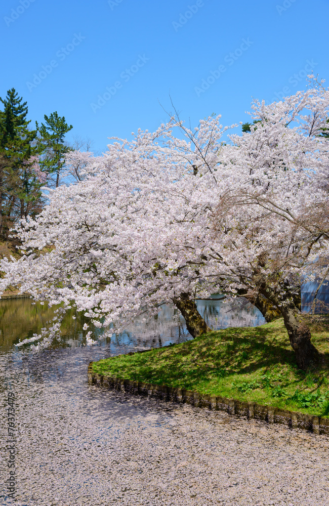 Cherry blossoms at the Hirosaki Castle Park in Hirosaki, Aomori, Cherry blossoms at the Hirosaki Castle Park in Hirosaki, Aomori,