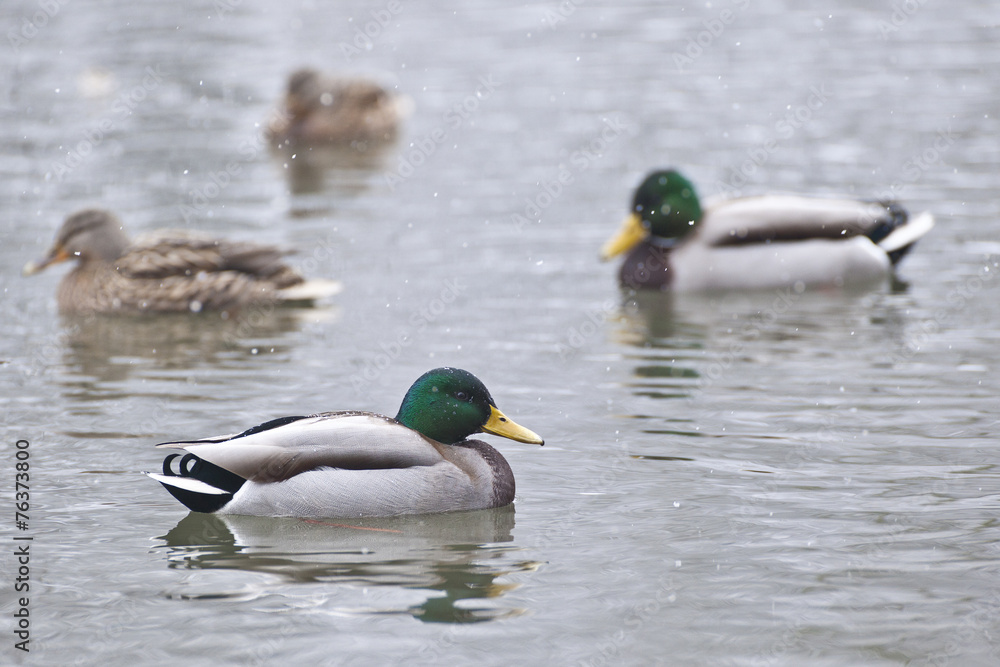 Stockente Stockente