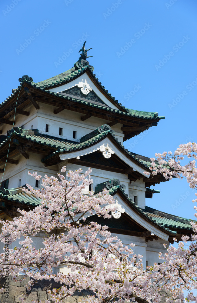 Cherry blossoms at the Hirosaki Castle Park in Hirosaki, Aomori, Cherry blossoms at the Hirosaki Castle Park in Hirosaki, Aomori,
