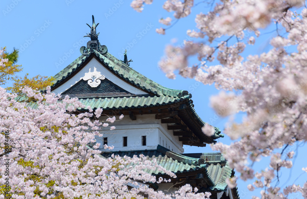 Cherry blossoms at the Hirosaki Castle Park in Hirosaki, Aomori, Cherry blossoms at the Hirosaki Castle Park in Hirosaki, Aomori,