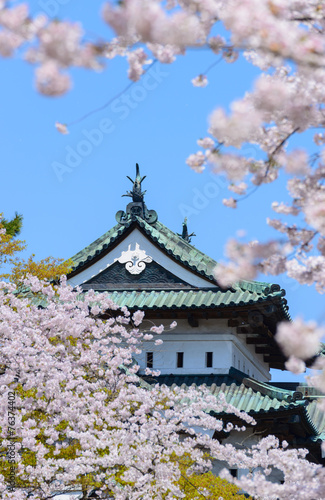 Cherry blossoms at the Hirosaki Castle Park in Hirosaki, Aomori, © Scirocco340