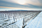Vines in winter landscape