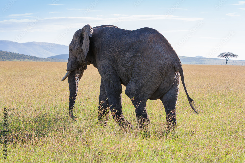 Naklejka premium elephant walking in the savanna