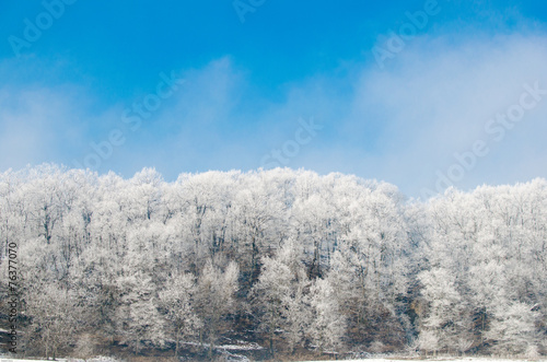 Icy forest during a beautiful cold winter with blue clear sky