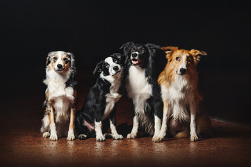 group of happy dogs border collies